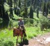 Shadow Lake Mule Rider